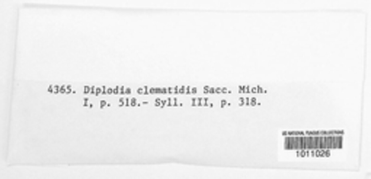 Diplodia clematidis image